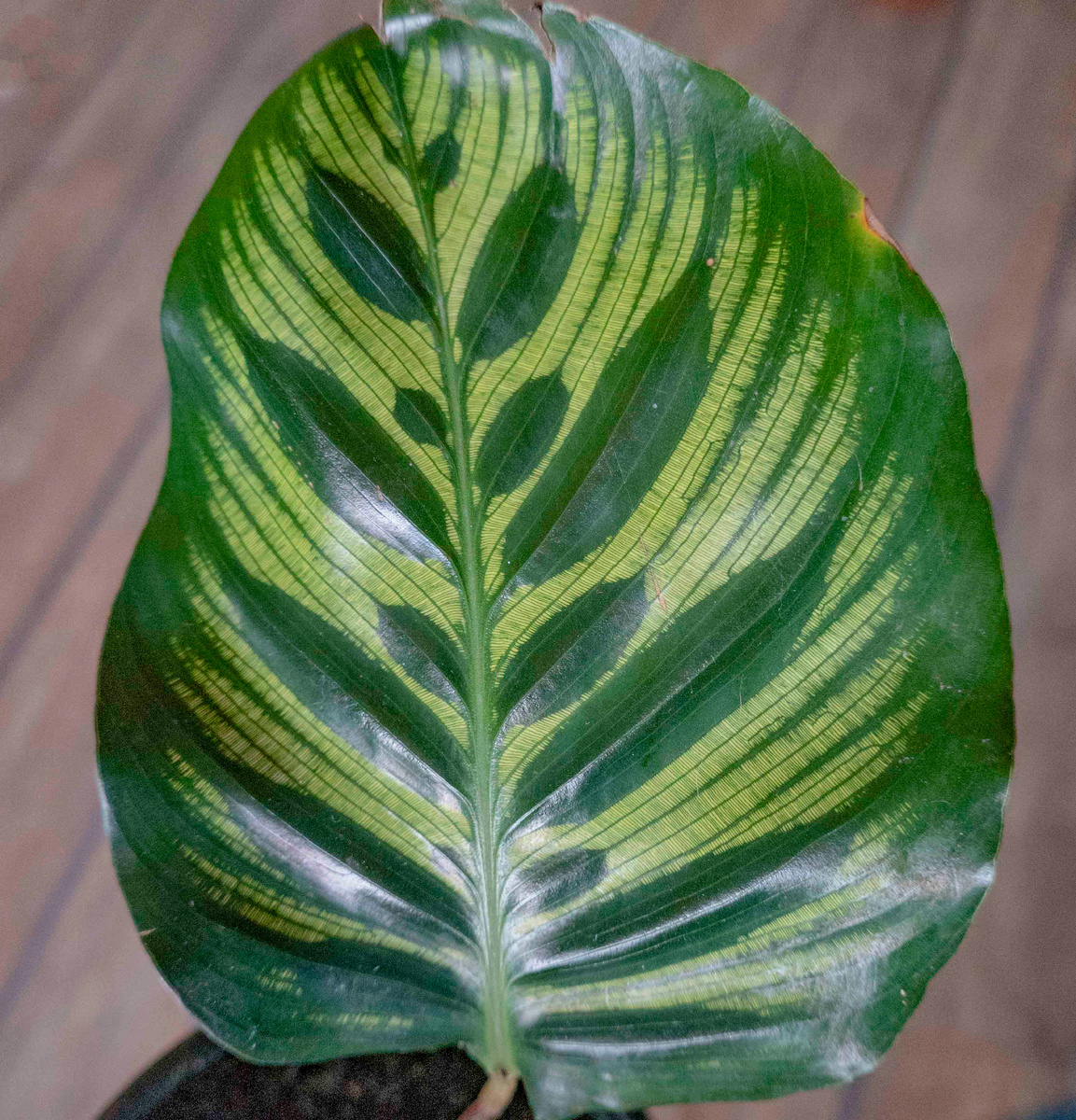 Маранта. фото автора.