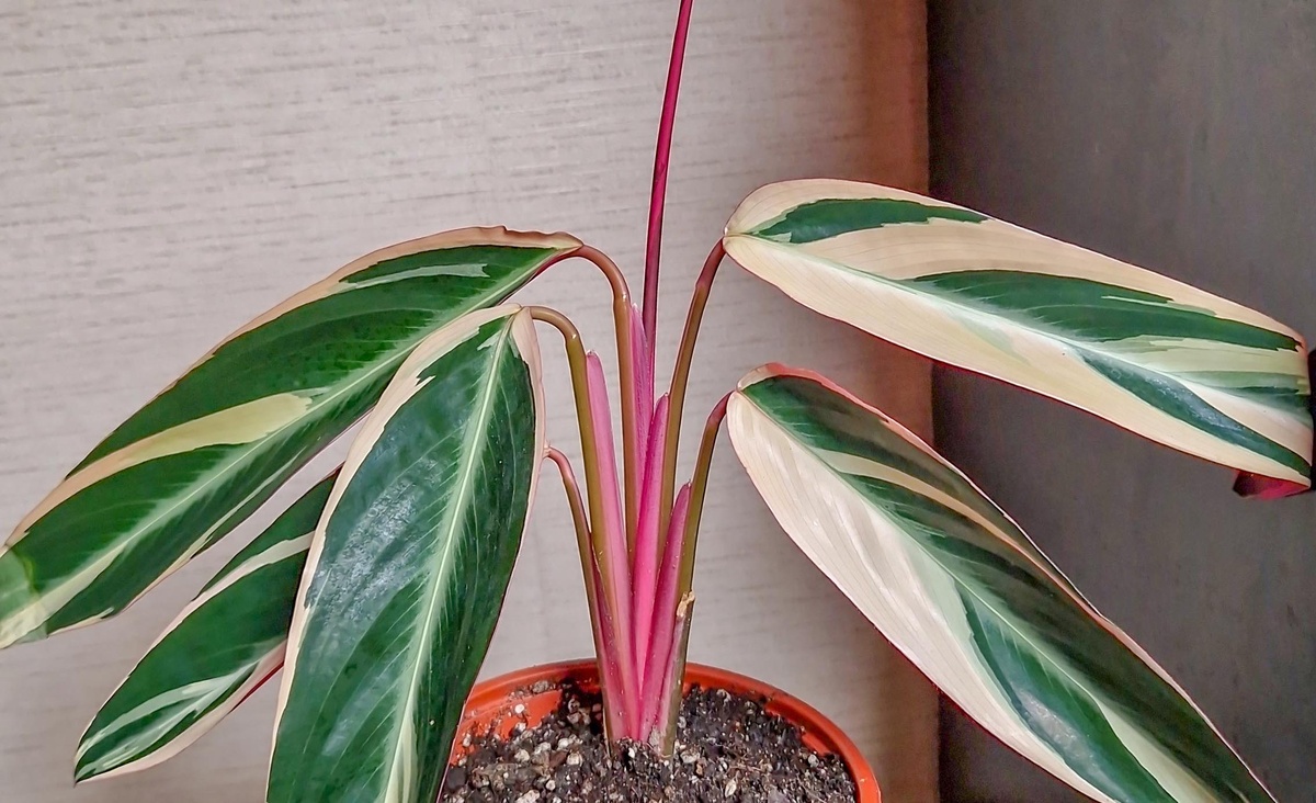 Строманта. фото автора