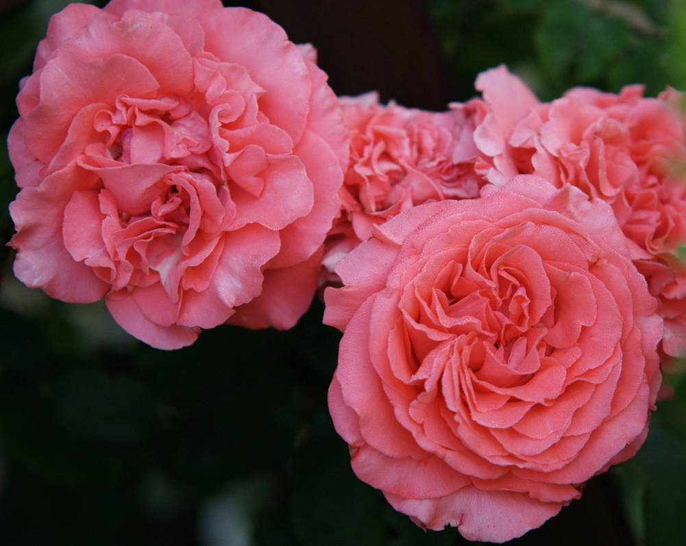 Ди Ди Бриджуотер