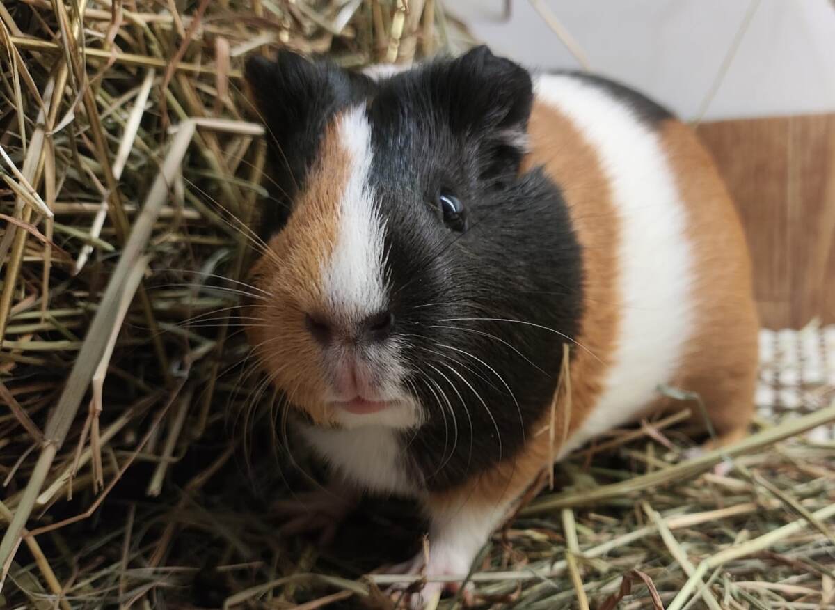 Американская порода