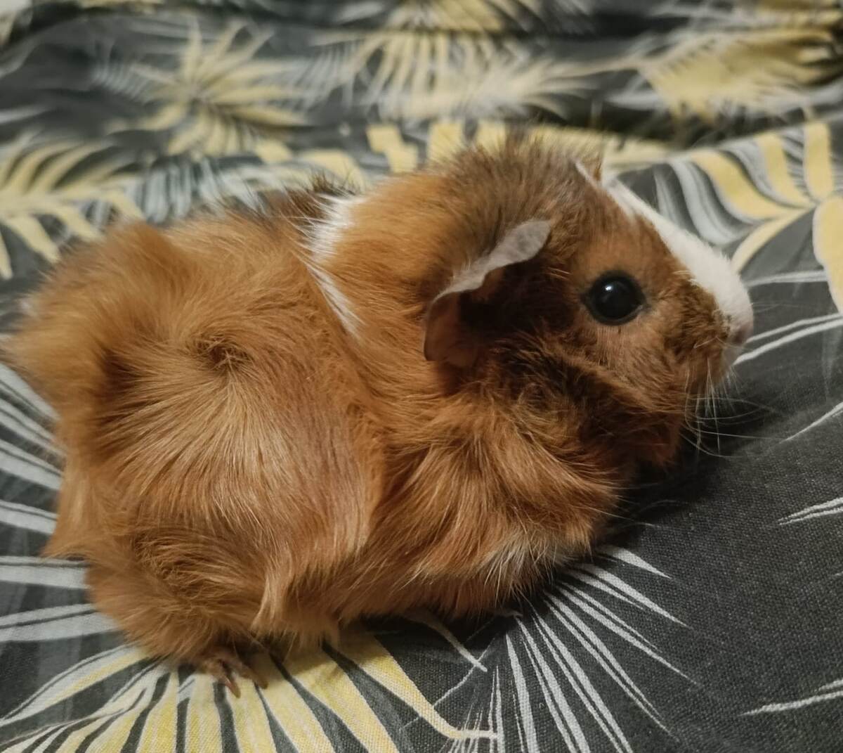 Абиссинская порода. Моя Карамелька.