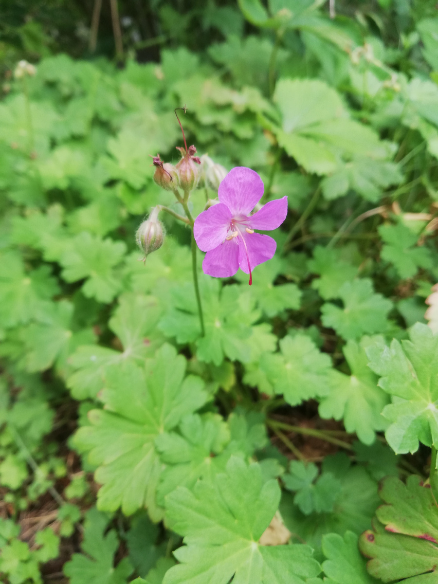 Цветок герани кембриджской