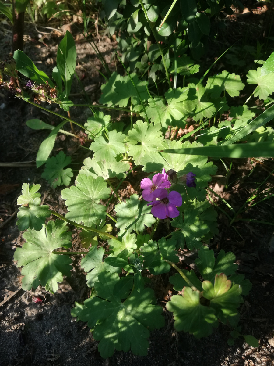 Герань кембриджская практически в полной тени