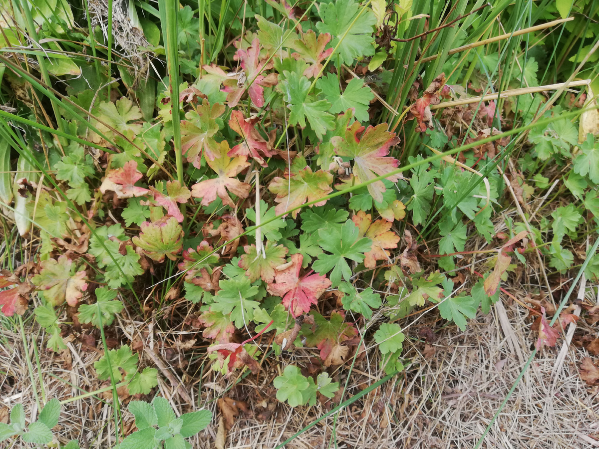Герань кембриджская на полном солнце