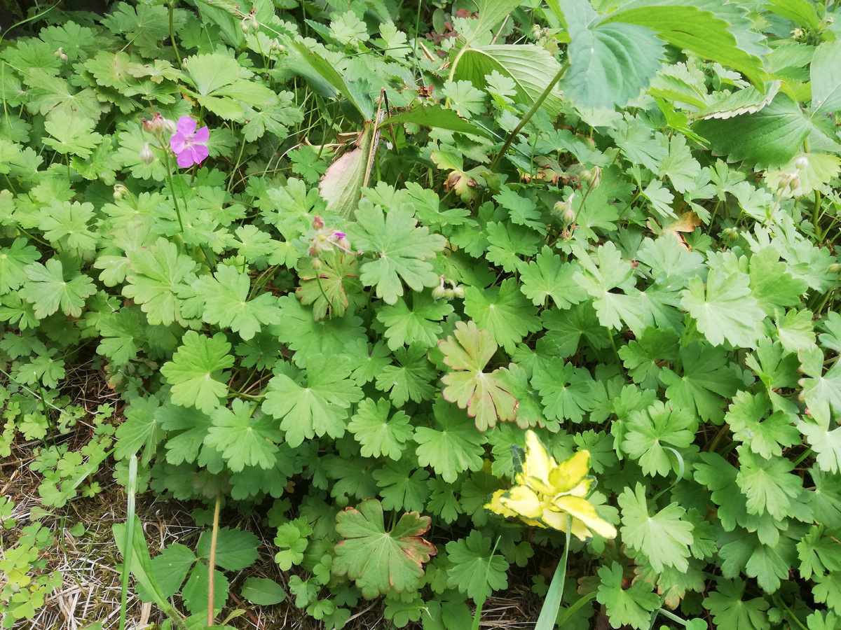 Герань кембриджская в полутени