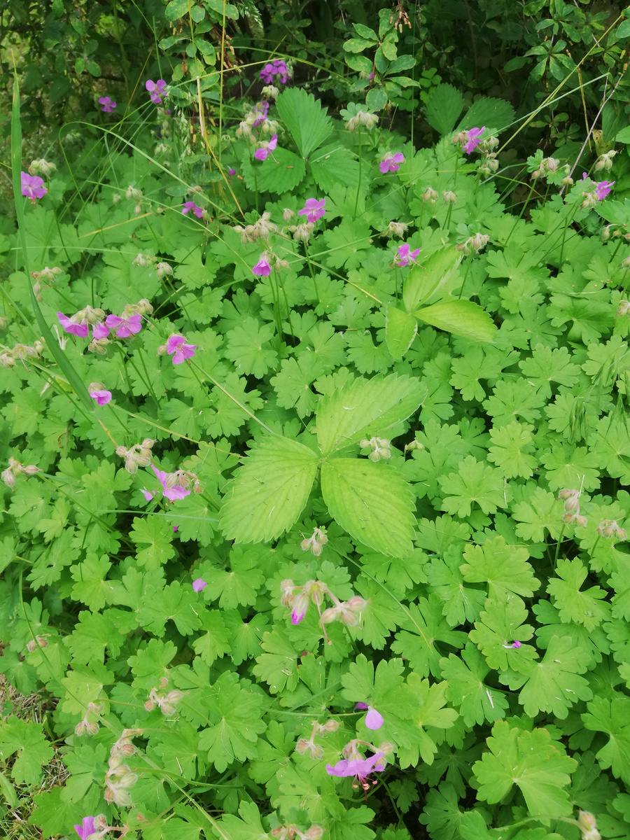 Герань кембриджская - общий вид