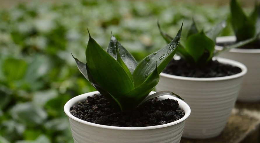 Фото: Яндекс Картинки