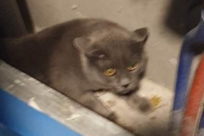 На фото: котик, которого бросили хозяева