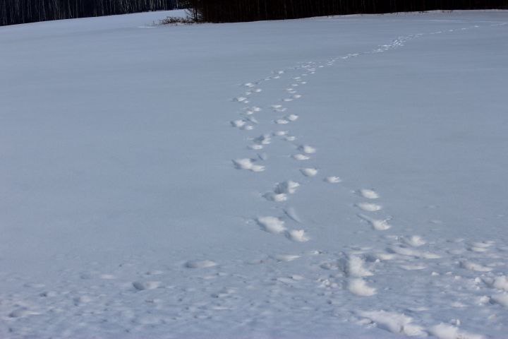 Фото: Госкомитет РТ по биоресурсам