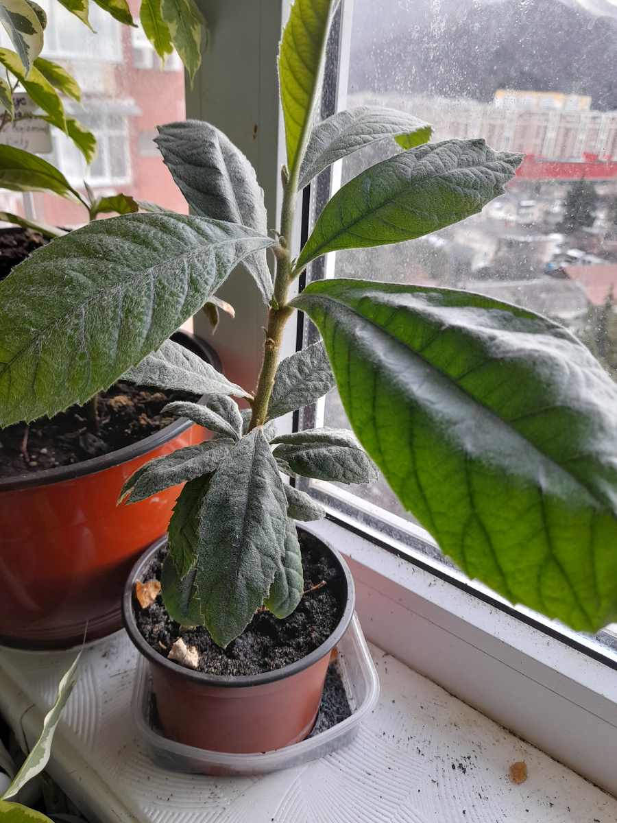 Комнатная мушмула