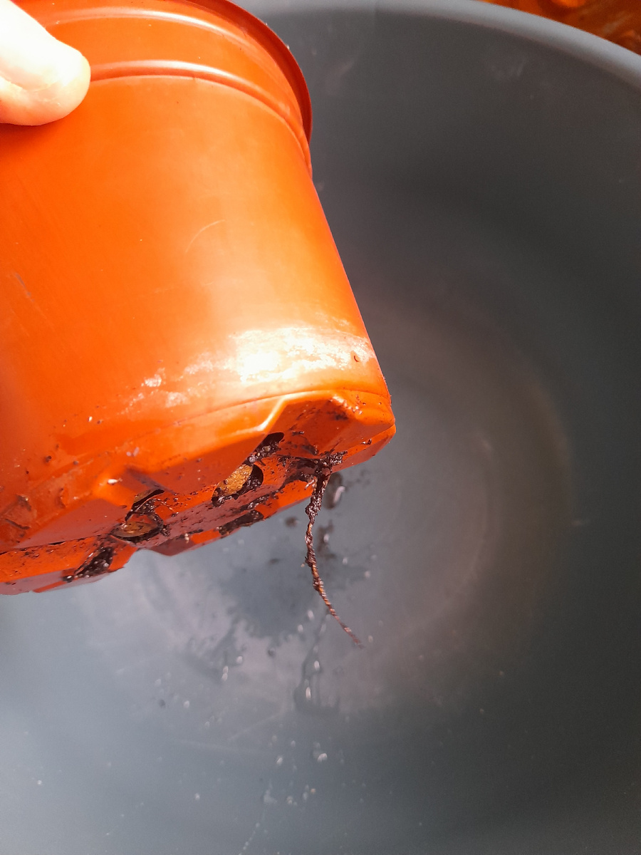 Пересадка мушмулы в новый горшок