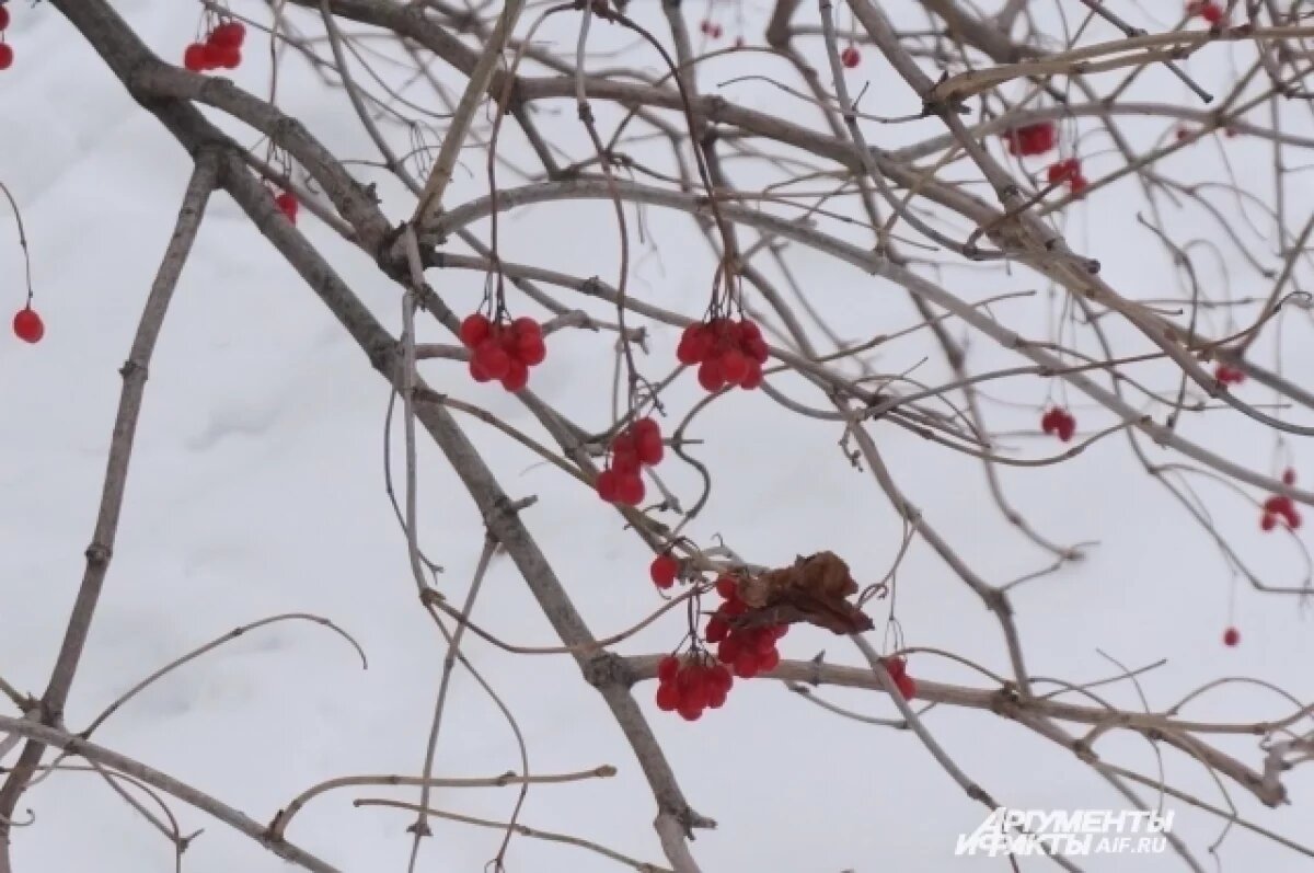    Метеорологи дали прогноз на начало весны 2025 года в Пермском крае