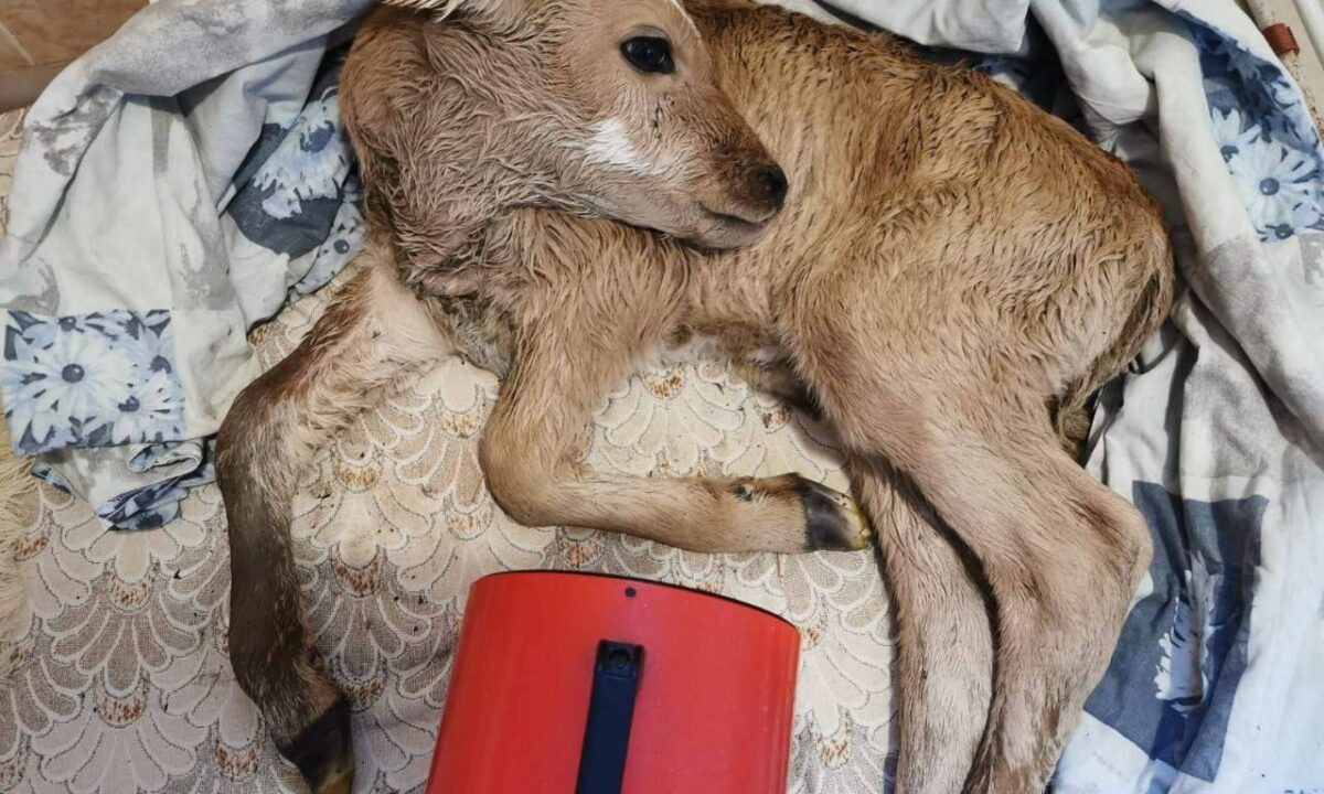    Фото t.me/tuapsevesti