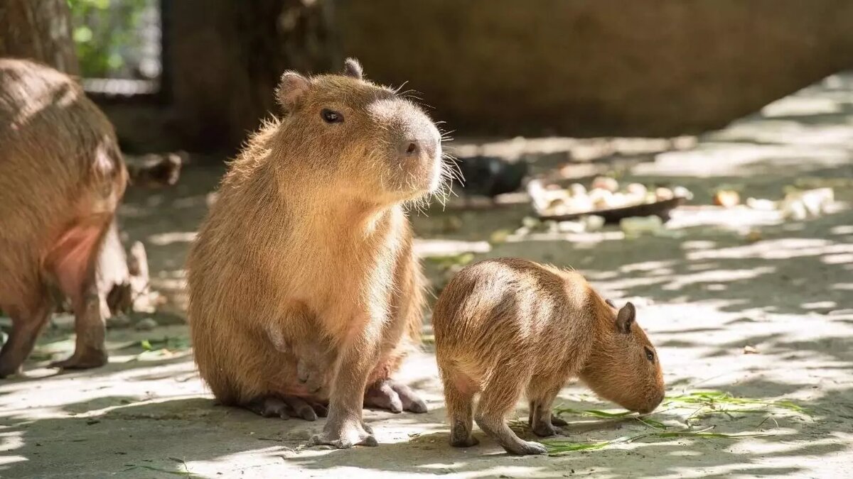     Автор: Ростовский зоопарк