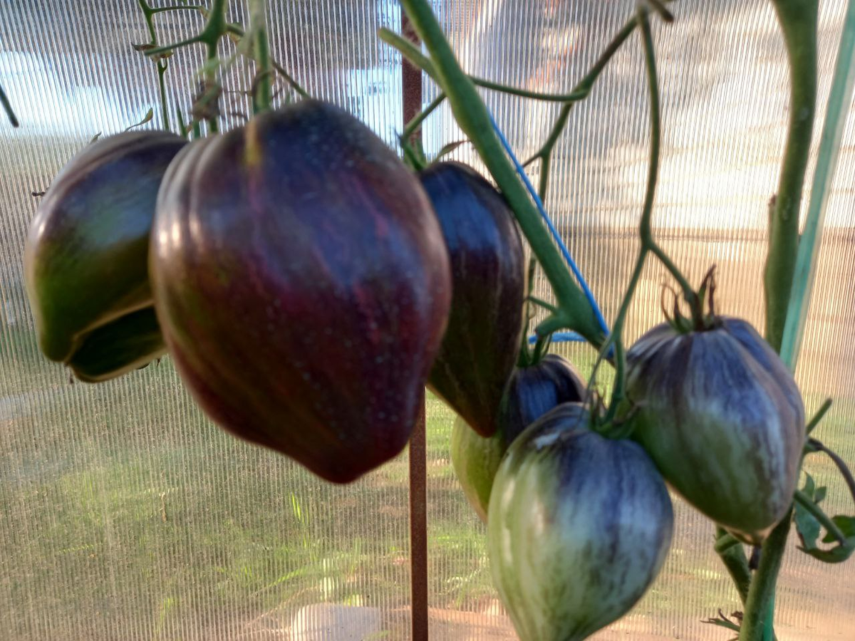 Фото прошлого лета