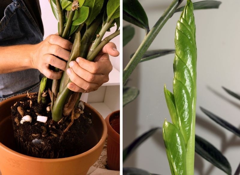 Замиокулькас стоит поливать также после пересадки в новую почву и горшок большего размера. Правильное удобрение способствует появлению новых, интенсивно зеленых листьев