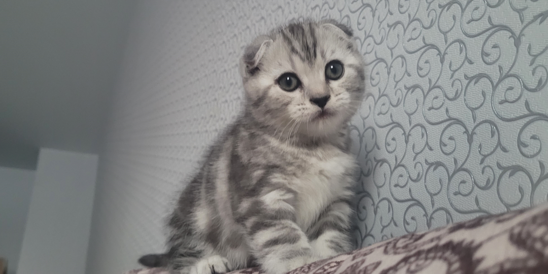 Как мы в первый раз к ветеринару ходили