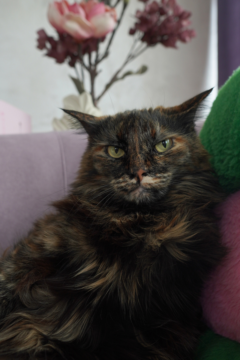 Мируся серьезно настроена))