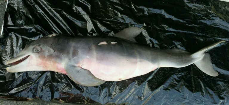 У самок  дельфинов бруцелез часто может быть причиной абортов