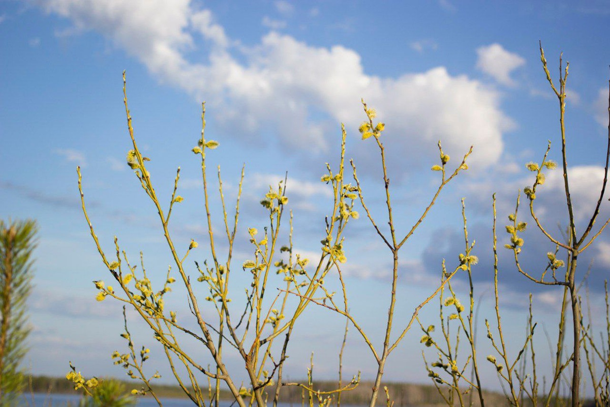 Фото автора.