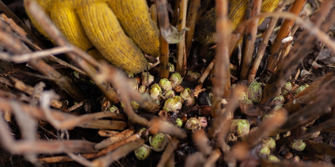 Первое удобрение гортензии после зимы. Когда начинать использовать подкормки?