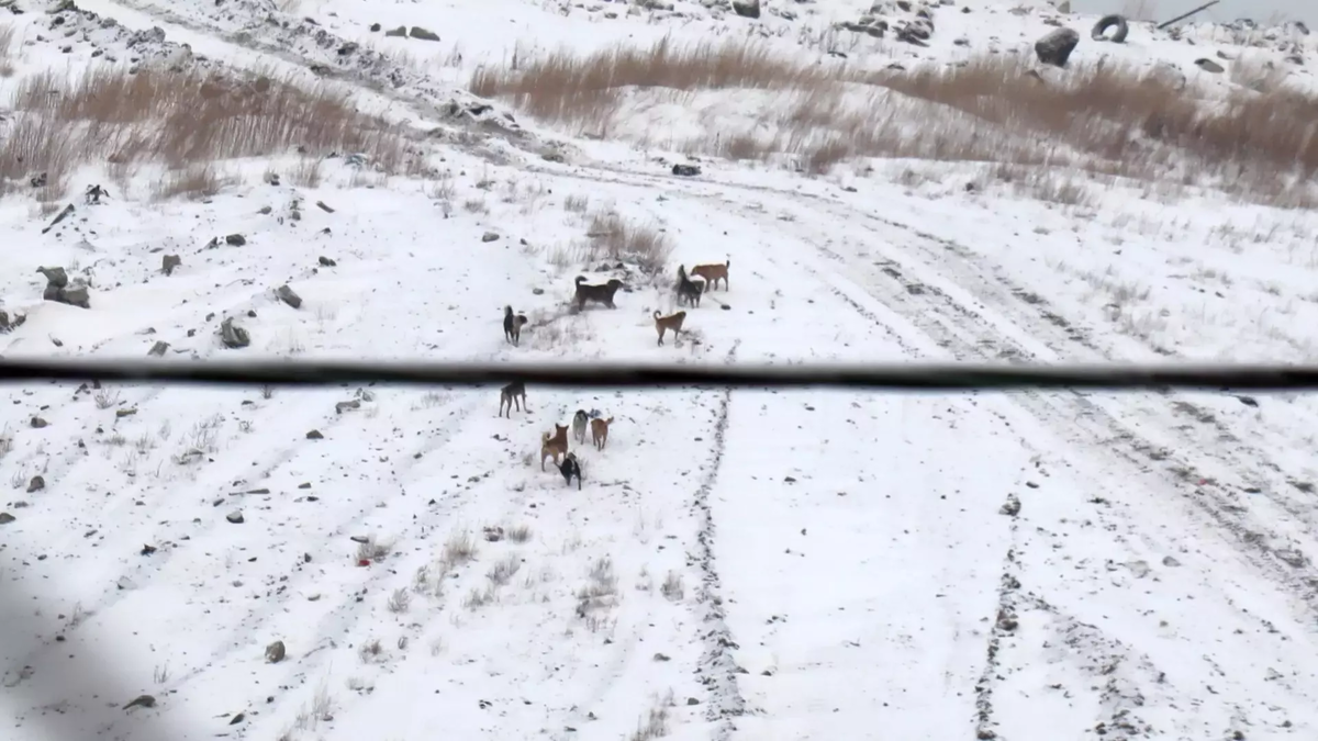 Фото: Артем Шершнев. atas.info. Стая бродячих собак
