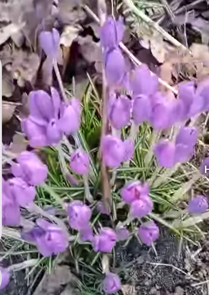 Весна  пробуждает природу