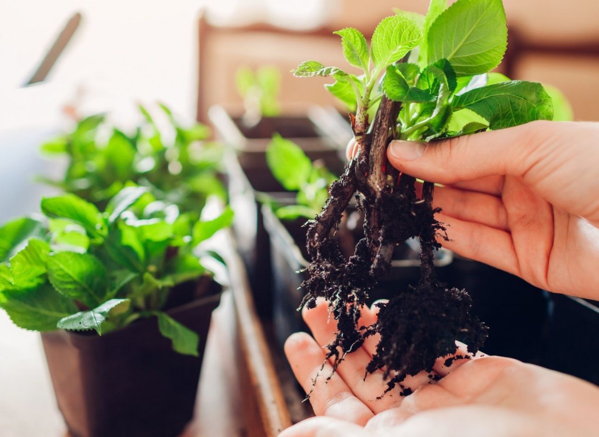 Для чего использовать укоренитель из веточек молодой ивы? Среди прочего, для приготовления рассады гортензии