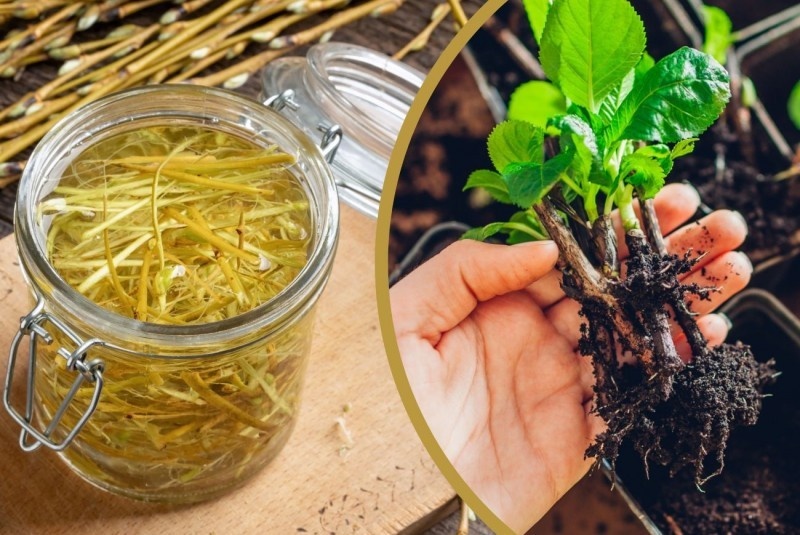  Одним из растений, которым служит ивовая вода, является гортензия