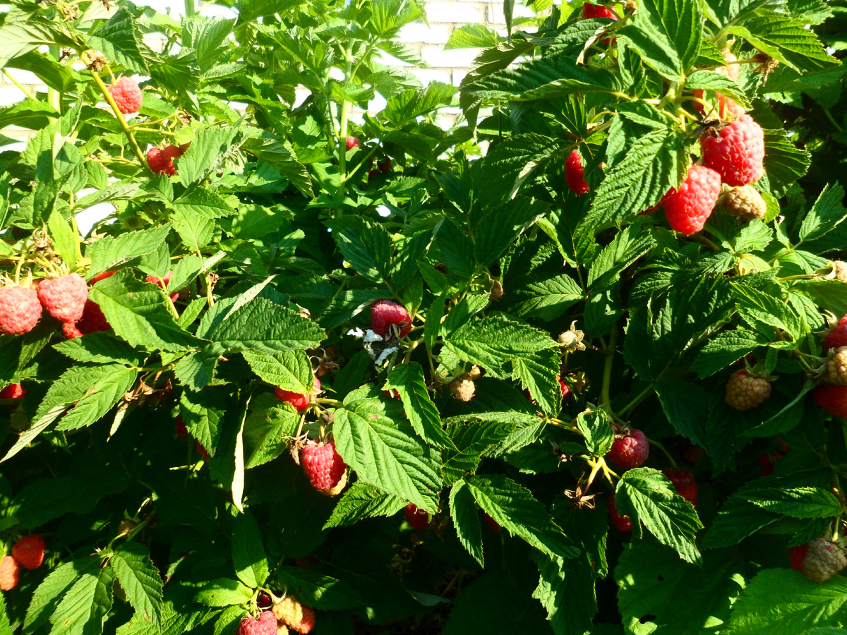 Малина очень отзывчива на перегной.