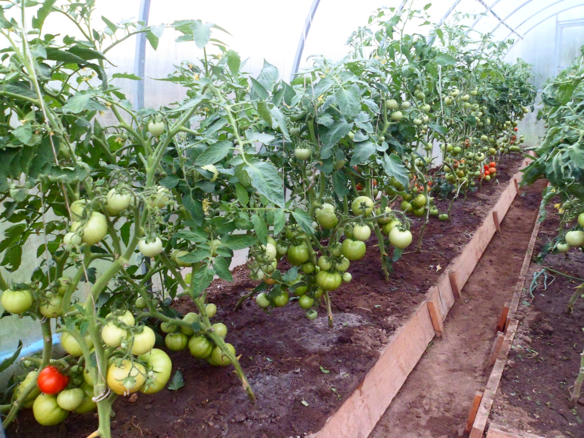 Томаты любят перегной в начале развития.