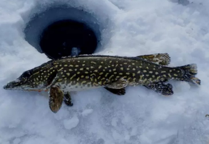 Фото соцсети