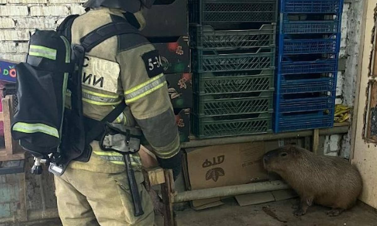    Фото t.me/mchs_official