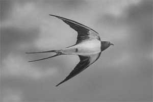 Первый год ВСД. Начало болезни