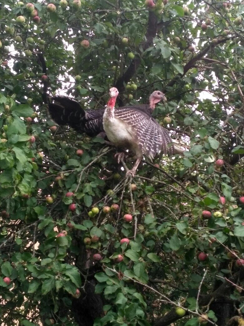 Картина "индюки прилетели"