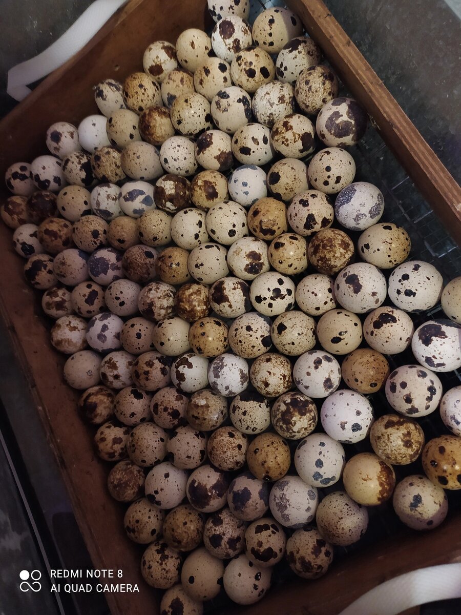 Инкубационное яйцо