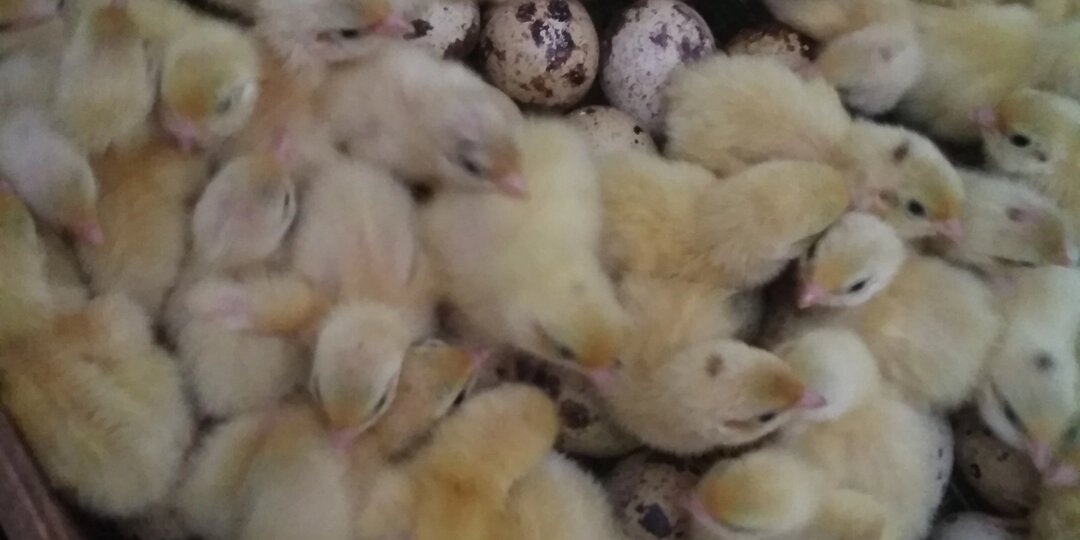 Перепела в доме