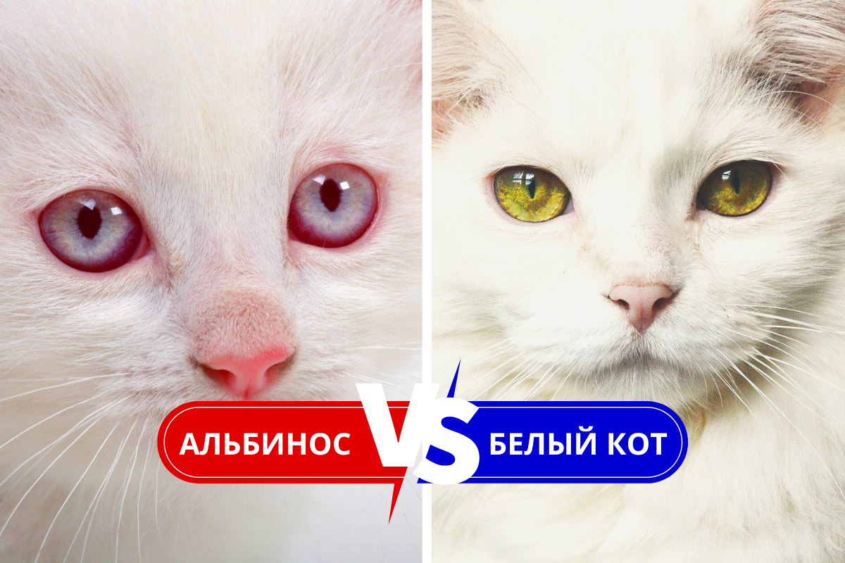 Альбинос VS Белый кот 