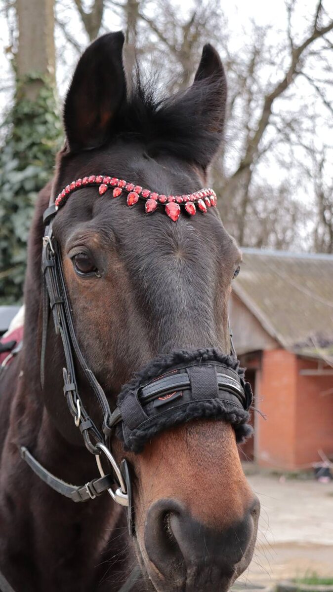 Тот-самый любимый конь