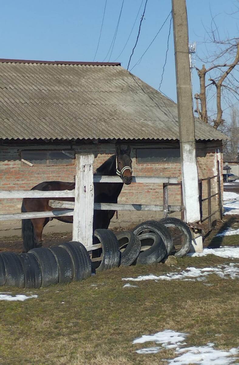 В первых весенних лучиках весны греется наш конь🌞
