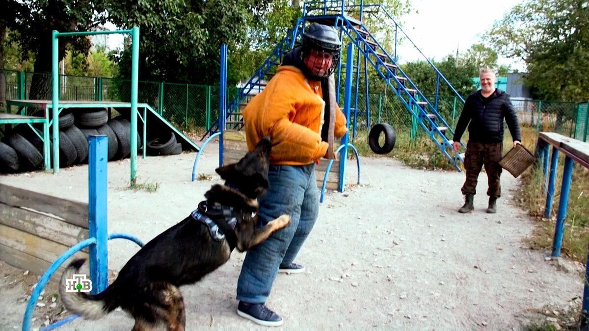    «Не собака, а убийца»: что нужно знать про опасных питомцев