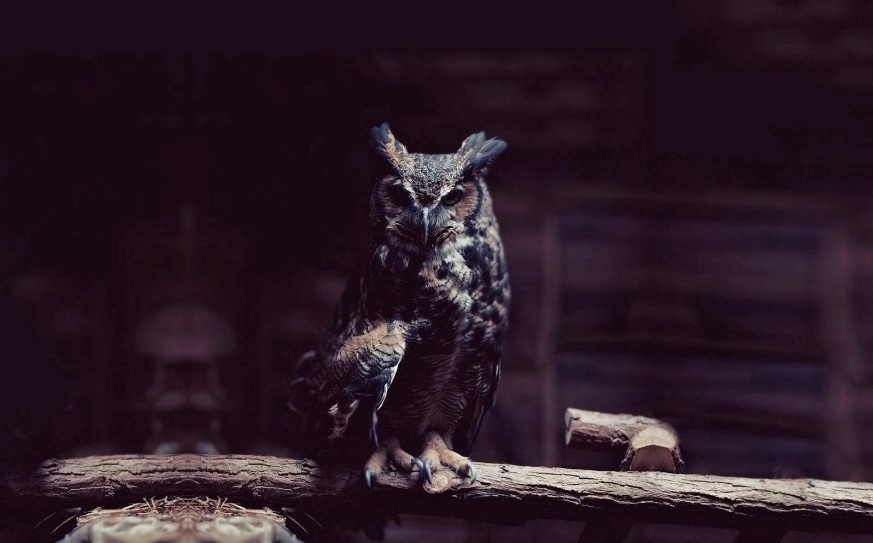 В некоторых регионах Беларуси вампиры ассоциировались с совами