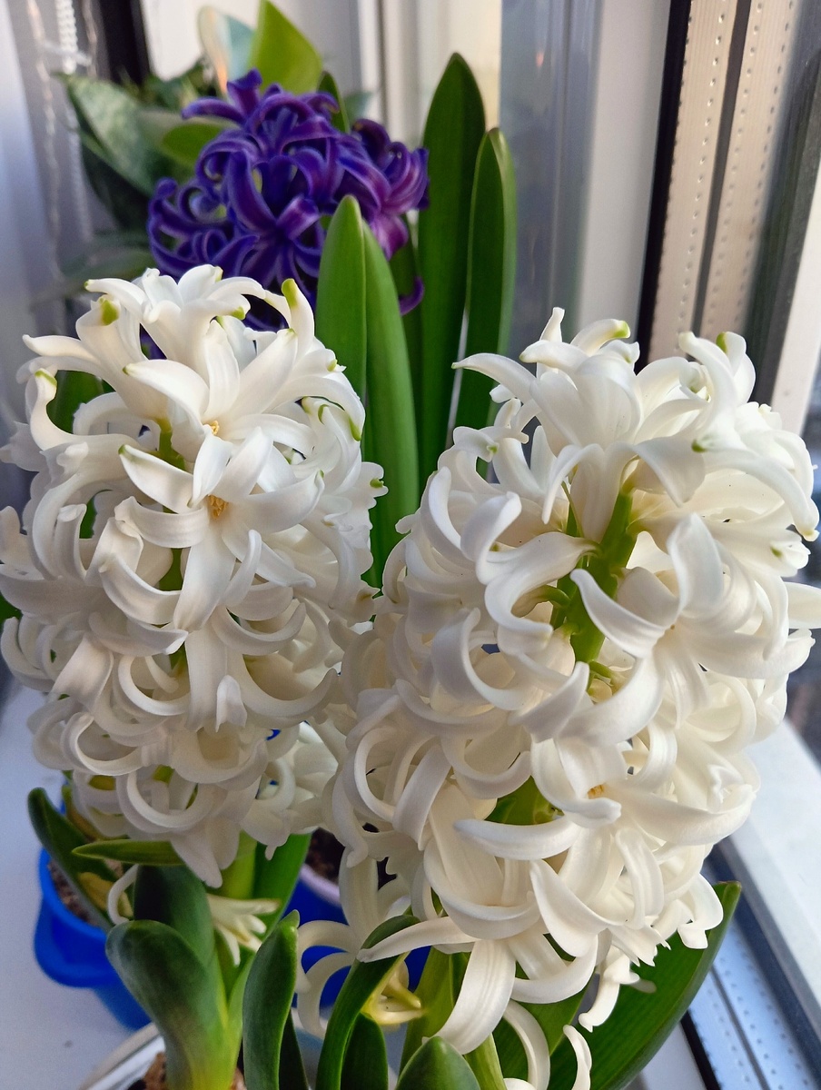 Белый гиацинт, купленный в магазине