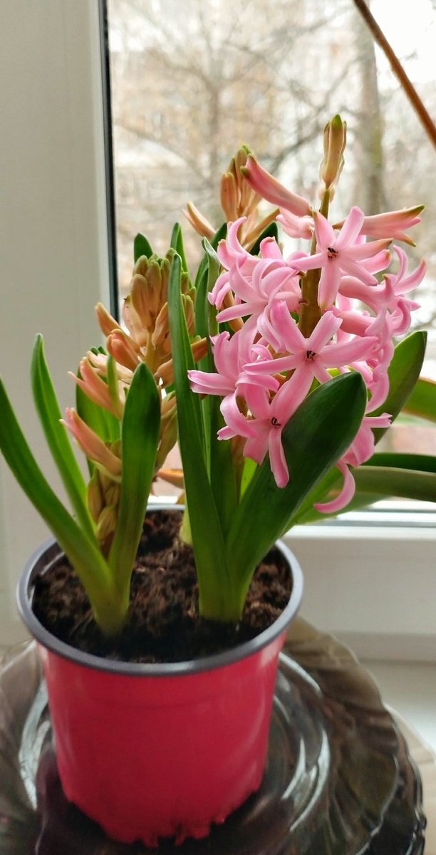 Розовый гиацинт с очень звучным запахом весны 