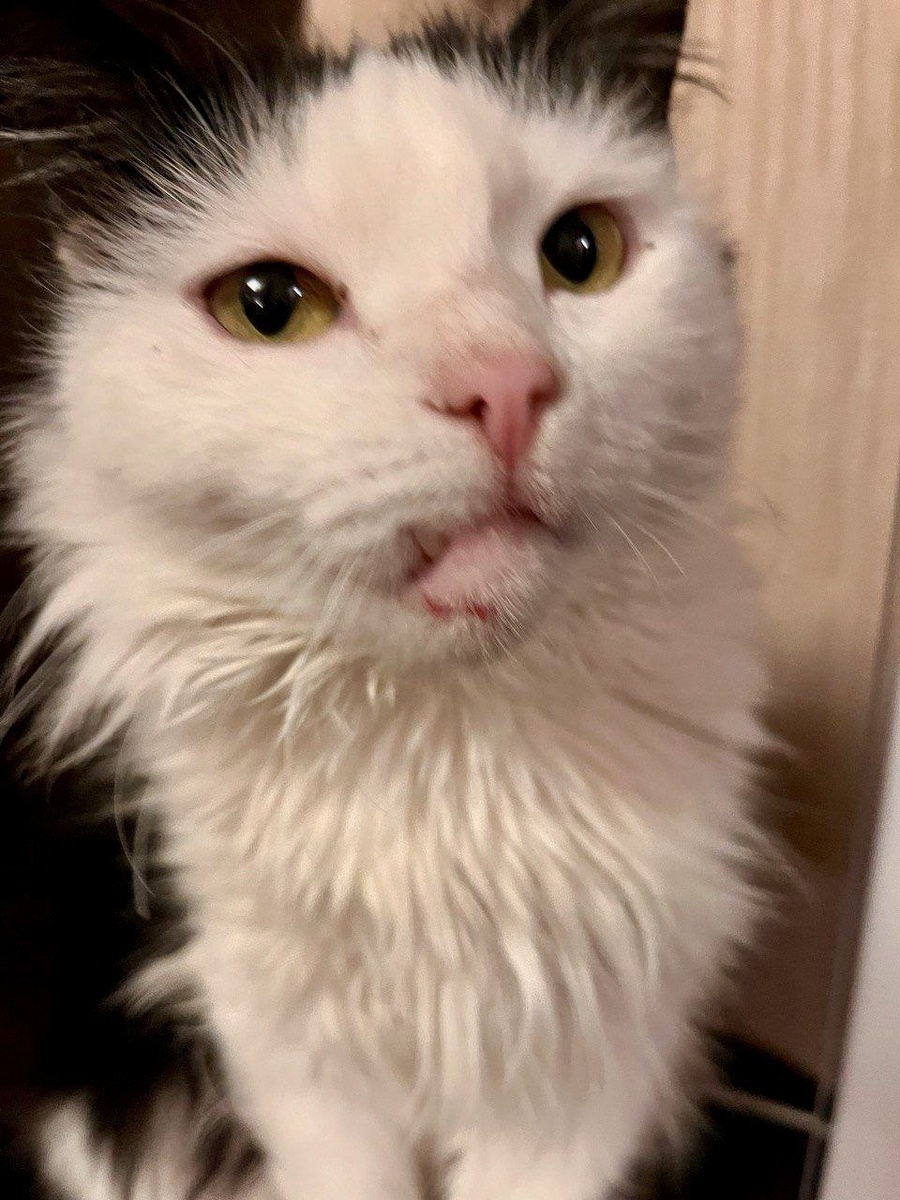 Это последствия драки еще до моей командировки. В день отъезда подрались. На зубик внимание не обращайте - он у Лизы всегда так. Иногда вообще полностью наружу. Тогда она похожа на старушку.