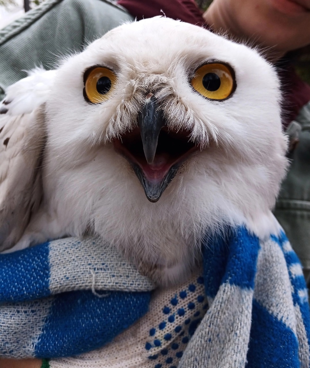 Фото предоставлено Центром реабилитации диких животных «Солнечная птица»
