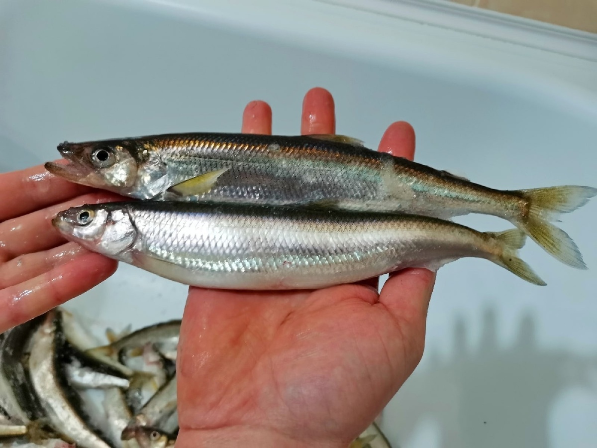 Корюшка раза в два побольше мойвы.