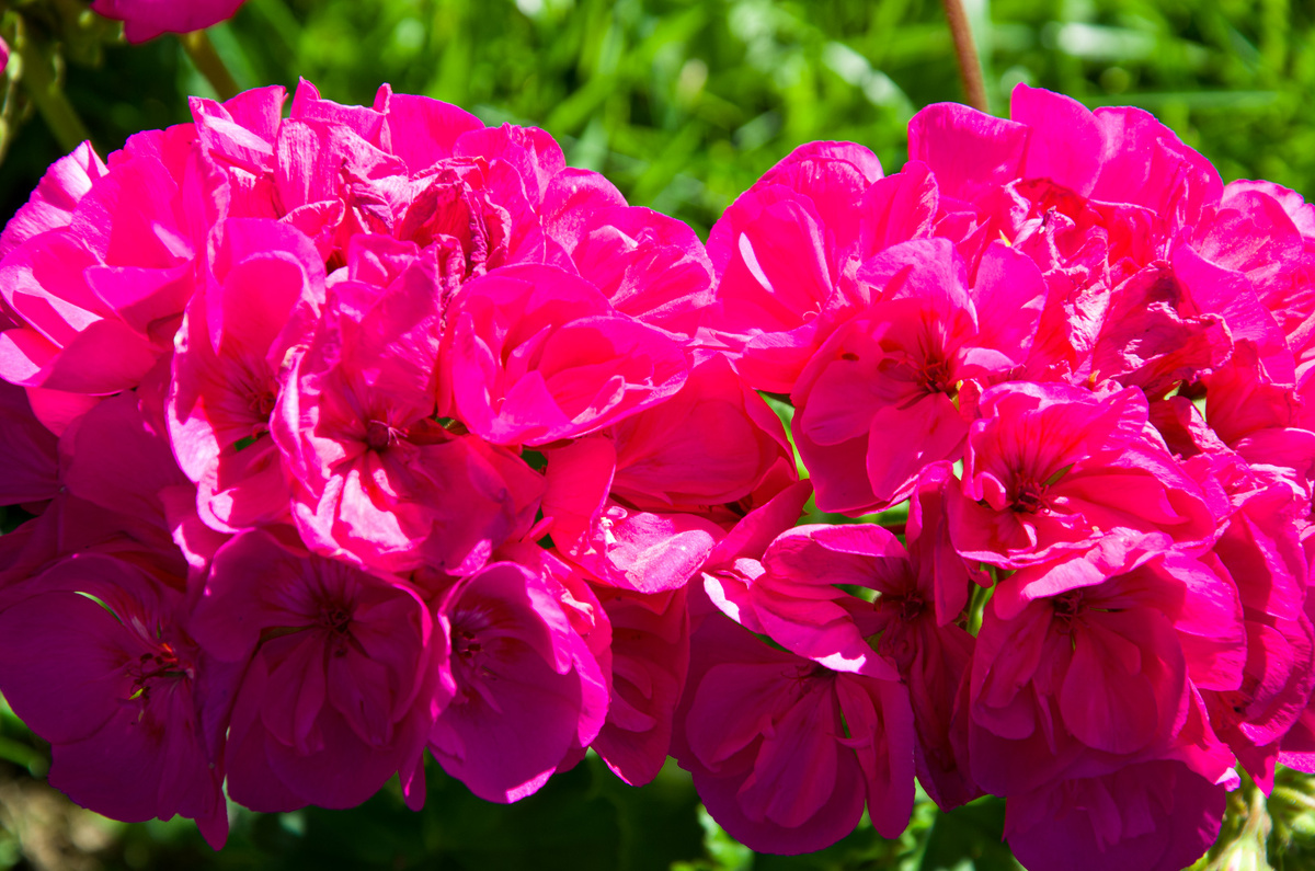 Герань полыхает яркими красками в саду, на солнышке