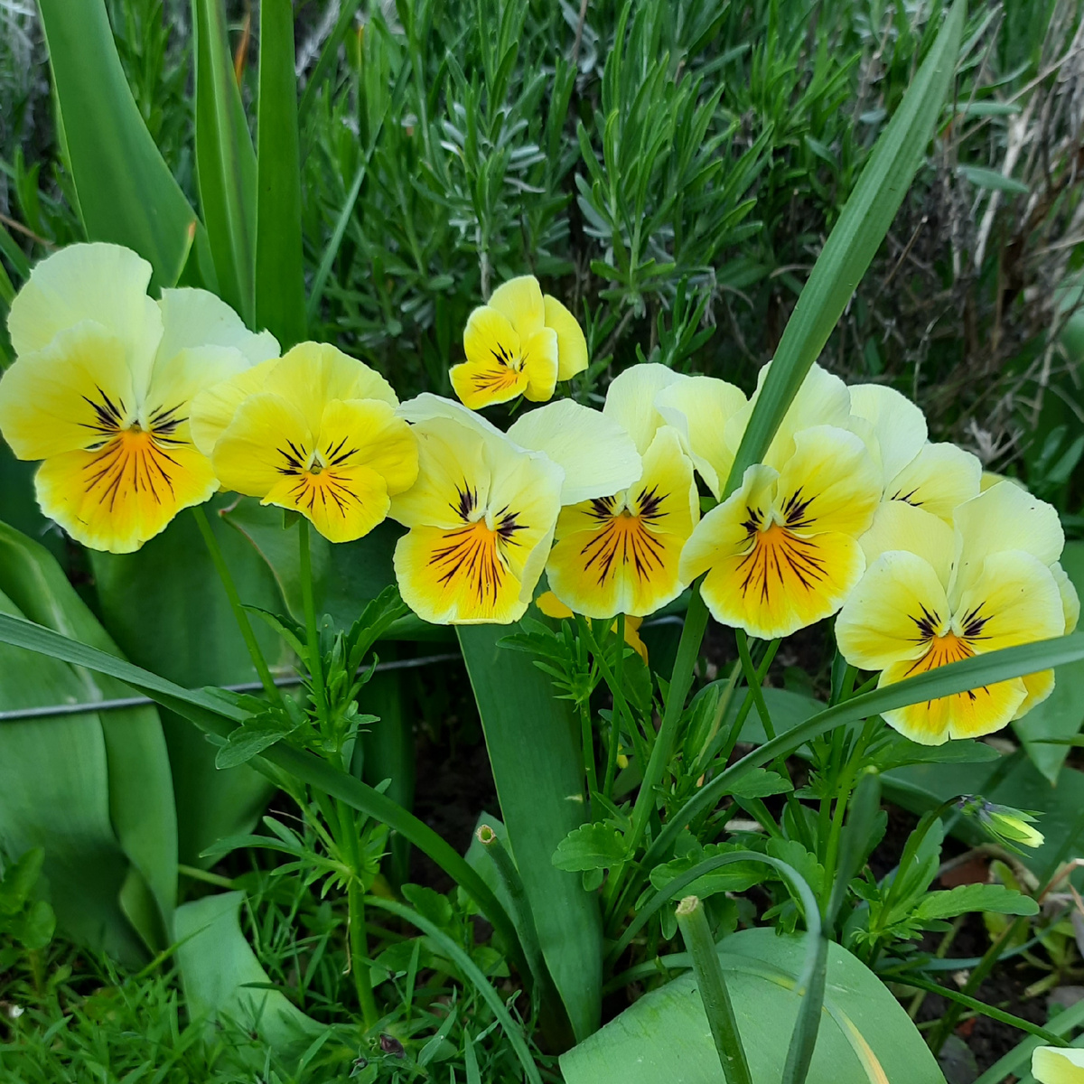 Любая копия всегда хуже оригинала