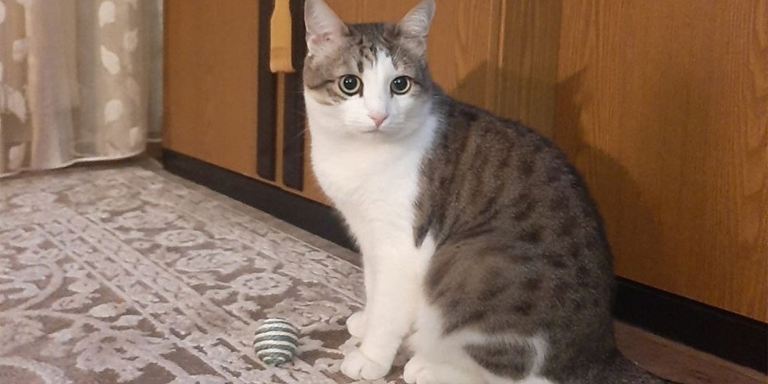 «Кто, если не мы»: сотрудница транспортной полиции спасает котов